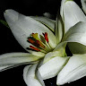 Meet your Posher, Rae-lynn